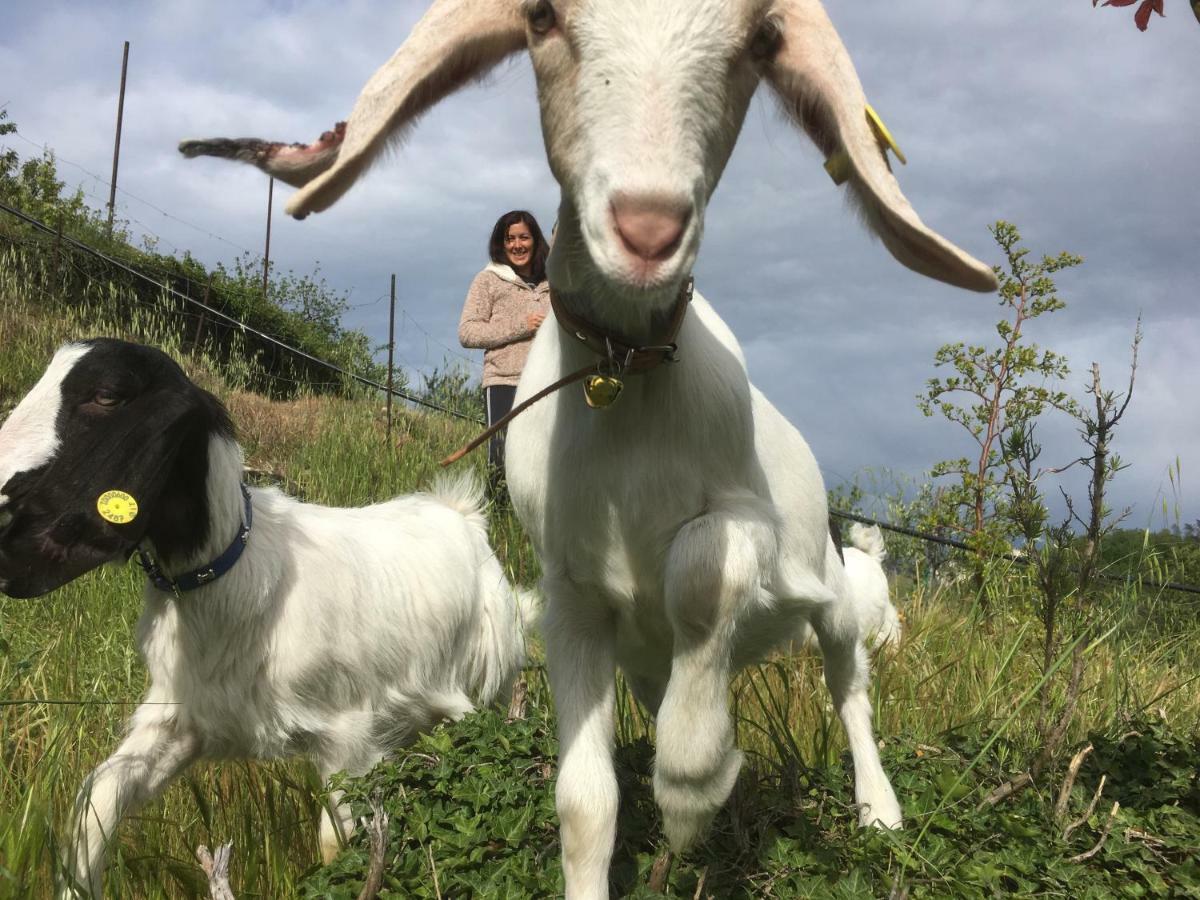 Agriturismo Lavalleggia Tovo San Giacomo المظهر الخارجي الصورة